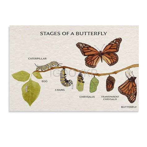 Stages Of A Butterfly Pdf : Life Cycle of a Butterfly: Free Printable ...