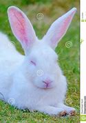 Image result for Pink White Rabbit