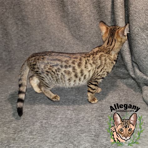 F4 1 – Allegany Savannah Cats