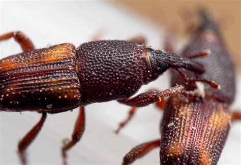 Rice Weevil 的图像结果