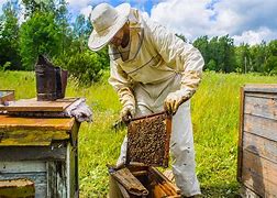 beekeepers 的图像结果