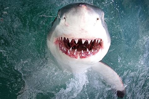 美摄影师近距离抓拍大白鲨 展现血盆大口锋利牙齿 _世界奇闻_国际新闻_娱乐吧