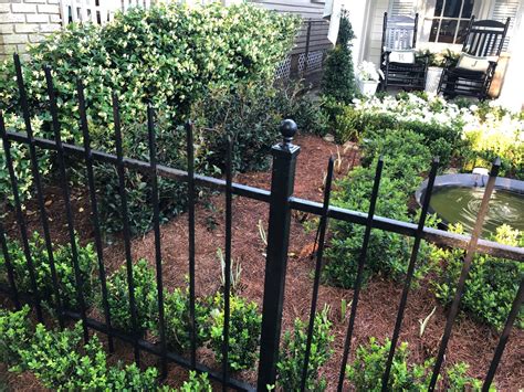 The Uptown Acorn: The Smell of Jasmine - what is the smell of jasmine