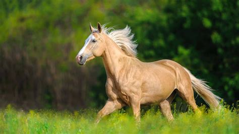 Fondo De Pantalla De Caballo Palomino Dorado Imágenes De Caballo