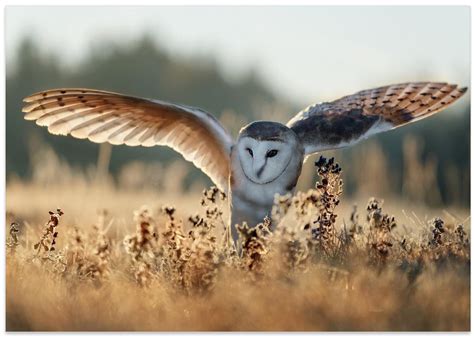 Sunrise | Art Gallerie – ArtGallerie