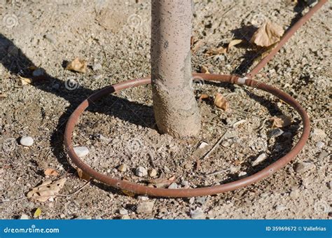 Image result for Drip Irrigation Tree Ring