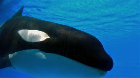 Download Orca Swimming Underwater Wallpaper | Wallpapers.com