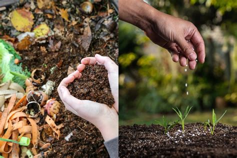 Compost vs Fertilizer: Differences, Benefits, And Drawbacks