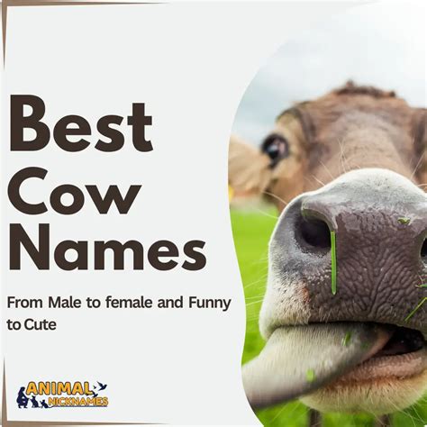 350+ Awesome Pig Names for Pot-Bellied Pigs [Perfect Ideas] – Animal ...