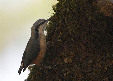 White-tailed Nuthatch - Sitta himalayensis - Birds of India