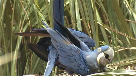 Image result for Copulation in Animals