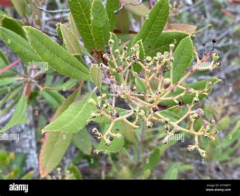 Toyon (Heteromeles arbutifolia Stock Photo - Alamy