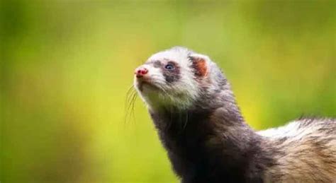 Ferret vs Python 的图像结果