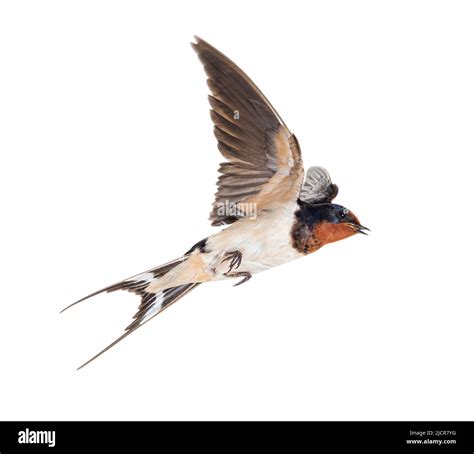 The swallow hi-res stock photography and images - Alamy