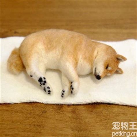 高加索大小都有 - 高加索交易 - 猛犬俱乐部-中国具有影响力的猛犬网站 - Powered by Discuz!