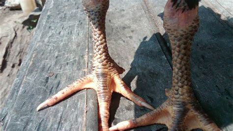kaki ayam bangkok pembunuh