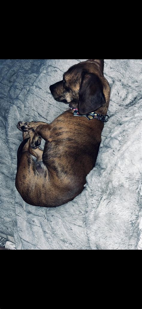 Olivia Grace – Tennessee Dachshund Rescue