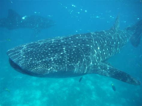OSLOB WHALESHARKS (2025) All You Need to Know BEFORE You Go (with ...