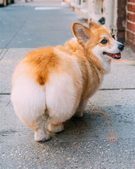 14 reasons corgis are the worst indoor dog breed of all time – Artofit