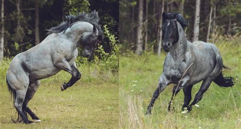 5 Facts About Blue Roan Horses - COWGIRL Magazine