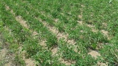 Verduras ecológicas para salir de la crisis