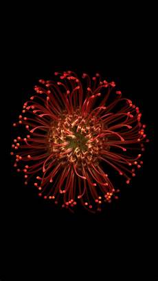 Flower Gold Iphone 8 Wallpaper by All 18 New Ios 8 And Iphone 6 Wallpapers Flower Gold Iphone 8 Wallpaper