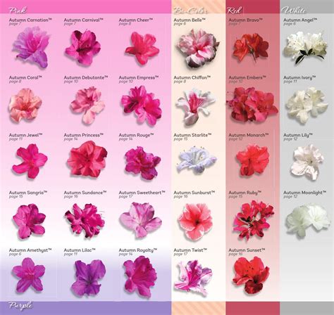 Encore Azalea Brochure 2014 | Azalea flower, Azaleas landscaping, Lawn ...