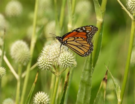 Parks in Partnership: Michigan State University Extension Conservation Stewards – Huron-Clinton ...