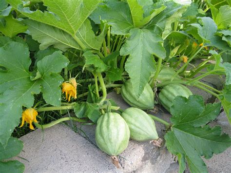 Acorn Squash Plant