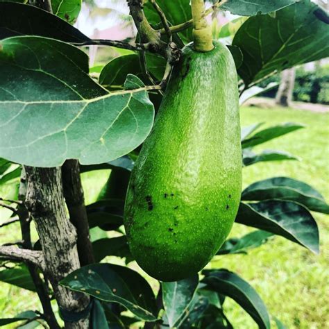 Day Avocado Grow Guide - Tropical Tree Guide