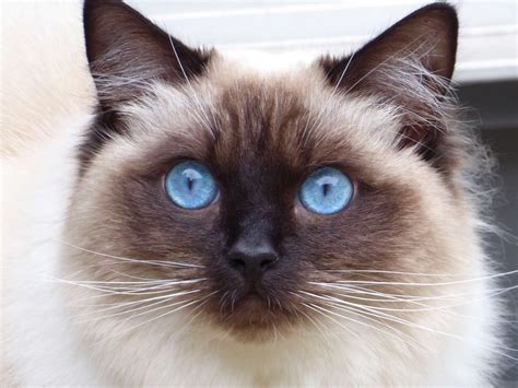 Image result for Ragdoll Engine GUI Script