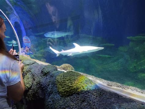 SEA LIFE Charlotte-Concord: Information, Tickets and Reviews