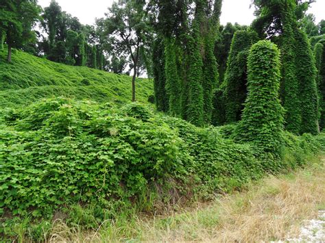 What Herbicide Kills Kudzu at Cynthia Forsman blog