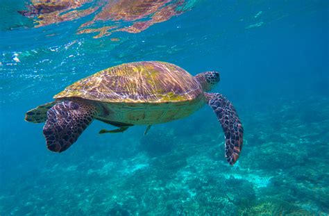 Image result for Turtle Programming Tutorial
