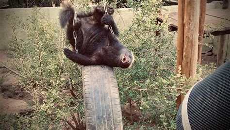 Image result for Alien Filter Noise