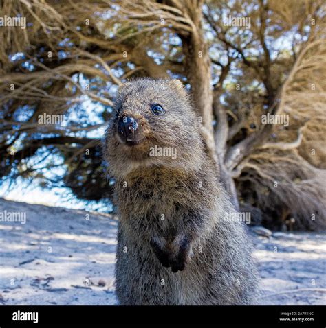 Australian Quokka on rottnest island, Perth, Australia Stock Photo - Alamy - where to see quokkas in australia