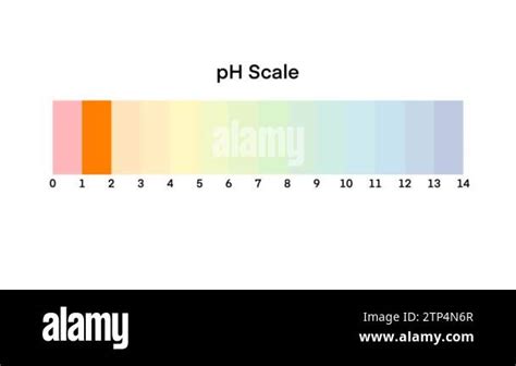 Ph scale diagram, Ph scale vector graphic, Acid to base, pH scale Infographic acid-base balance ...