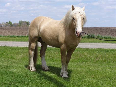 Cream Horse Ranch - Germany - American Cream Draft Horse Breeders ...