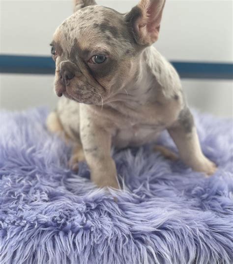 Gray french bulldog puppy/Grey french bulldog for sale