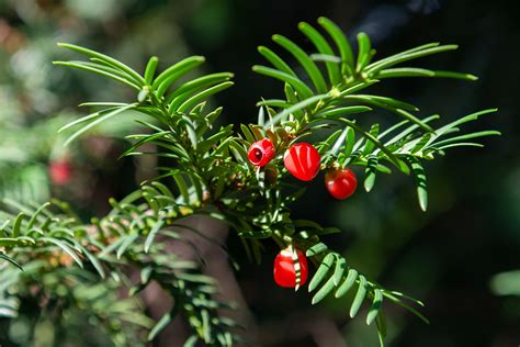 Japanese Yew Facts, Maintenance, and Growing Tips | Japanese yews ...