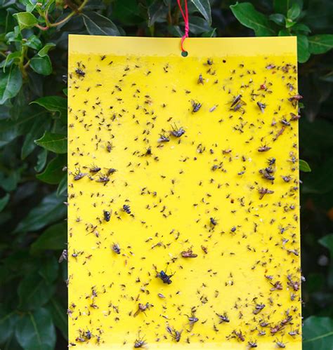 Indoor Pest Control, Part 2: How to Get Rid of Fungus Gnats - Salisbury ...