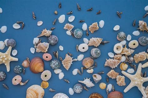 Image result for Marine Shells