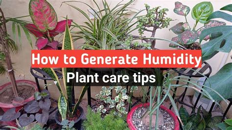 Image result for Humidity in Plants