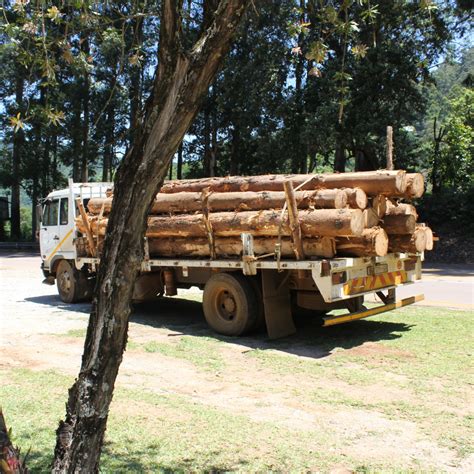 Download wallpaper Wood, Truck, Trailer, Trees, Freight, Dineo Motau ...