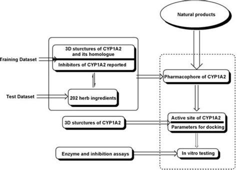 Novel Natural Inhibitors of CYP1A2 Identified by in Silico and in Vitro ...