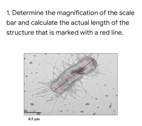 Image result for Scale Bar Magnification