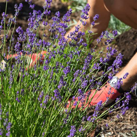 Easy Tips and Tricks for Growing Lavender – Roger's Gardens