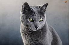 blue cats russian blue cat breed facts highlights buying advice blue cats russian blue cat breed facts highlights buying advice