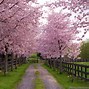 Image result for Cute Spring Screensavers