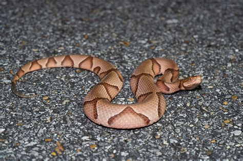 Copperhead Snake